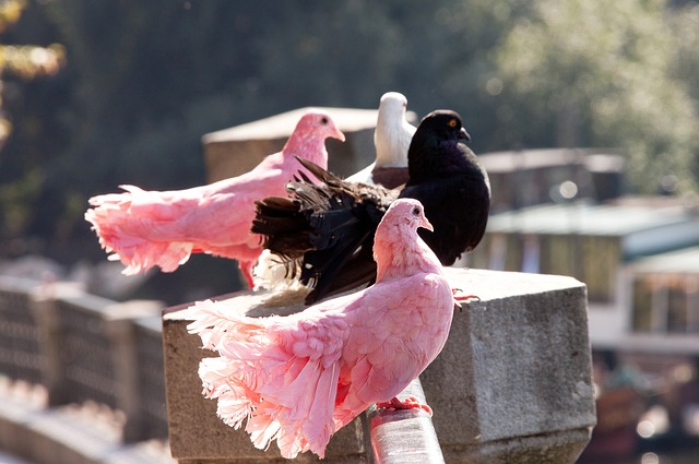 吉米巴特勒 吉米巴特勒