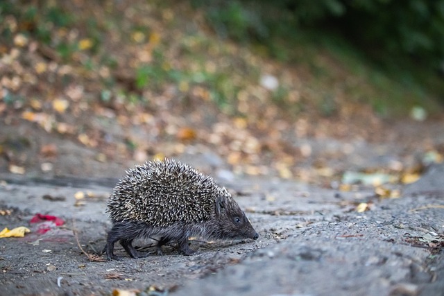 米切尔延续 米切尔延续